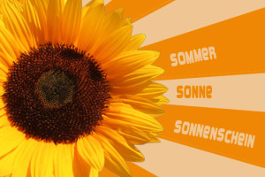 sommer-sonnenblume