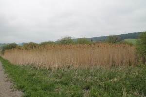 Station 3 – Naturgebilde Niedermoor