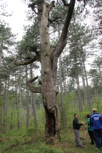 Station 9 – Angebrannter Baum 